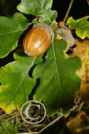 Pendunculate Oak Leaves and Acorn.